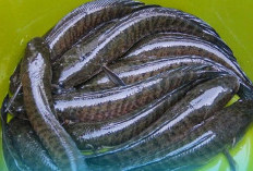 Penelitian Ungkap Ikan Gabus Baik untuk Ibu Setelah Melahirkan, Bantu Pulihkan Luka
