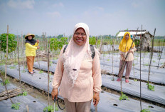 Kisah Sumarni, Petani Perempuan yang Berjuang Biayai Keluarga dari Hasil Panen Palawija