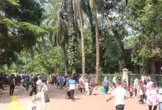 Antisipasi Libur Nataru, Ragunan Lakukan Penopingan Pohon untuk Cegah Pohon Tumbang