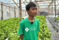 Petani Milenial Raup Omzet 2 Kali Lipat Usai Jadi Pemasok Sayur Program MBG