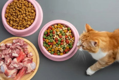 Hari Hewan Sedunia, Pemilik Kucing dan Anjing Diingatkan soal Ancaman Parasit yang Tak Terlihat