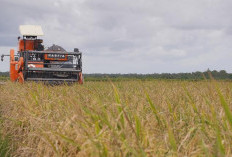 Akademisi Unand: Transformasi Kebijakan ala Mentan Amran Dorong Ekosistem Pangan Nasional yang Tangguh