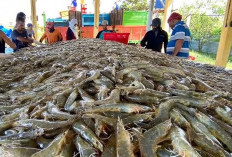Nasib Petambak di Tengah Serbuan Udang Impor, Praktisi Buka Suara