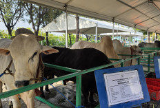 Ribut-Ribut Prabowo Beli Sapi Kurban Iduladha Pakai APBN, Ini Dalih Wamensesneg