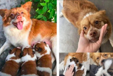 Kisah Tragis Anjing Bernama 'Wang Wang' dan Anak-anaknya Disiksa Empat Bocah di Tiongkok
