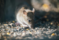Jangan Asal Sapu Kotoran Tikus, Pakar Entomologi Peringatkan Risiko Hantavirus