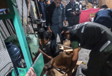 Terungkap! Kemenhut Gagalkan Perdagangan Burung Dilindungi Lewat Facebook di Jayapura