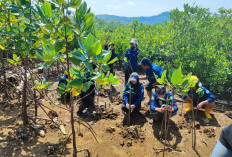 Menjaga Biru Laut Selaras Hijau Mangrove