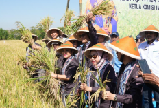 BULOG dan Komisi IV DPR Dukung Kesejahteraan Petani di Klaten