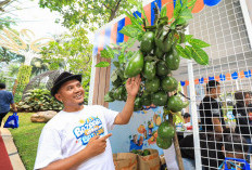 Berkat Program Pemberdayaan BRI Klasterku Hidupku, Petani Ini Berhasil Kembangkan Budidaya Alpukat