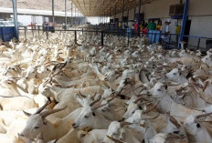 Fatwa Muhammadiyah: Penyembelihan Hewan Dam Jemaah Haji Boleh Dilakukan di Indonesia