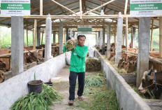 Lampaui Target, Program Kurban BAZNAS Sukses Dongkrak Perekonomian para Peternak di Sejumlah Daerah