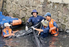 Pramono Bentuk Timsus Pemburu Ikan Sapu-sapu, Jaga Kelestarian Sungai Jakarta