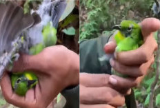 Viral! Burung Cucak Ijo Diduga Hasil Tangkapan Liar Dijual Rp400 Ribu, Netizen: SDM Rendah