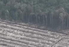 ‘Rapor Merah’ Kerusakan Hutan RI di Mata Media Asing dan Influencer AS Pemicu Banjir Sumatera