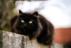 5 Fakta Kucing Hitam yang Jarang Diketahui, Apa Benar Pembawa Sial?