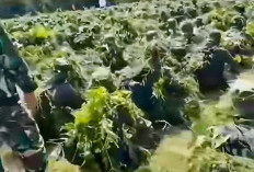 Makan Korban Lagi, Calon Manajer Kopdes Meninggal saat Latsarmil: Total Sudah 5 Orang