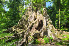 Kenari Tua