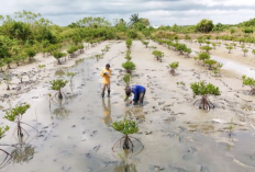 Kemenhut Pulihkan 352 Hektare Mangrove di Suaka Margasatwa Karang Gading 