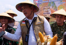 SPHP Jagung 2026 Capai 66 Persen, BULOG Siapkan Tambahan 150 Ribu Ton hingga Desember