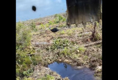 Pembabat Hutan Papua Pamer Tangkap Burung Kasuari, Netizen: Rumahnya Dirusak, Hidupnya Diambil