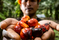 PASPI Apresiasi Komitmen BPDP Dorong Riset Kelapa Sawit Nasional 