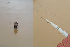 Ngeri! Banjir Terjang Peternakan Ular di Tiongkok, Teror Kobra Lepas Hingga Warga Digigit