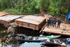 Sempat Disergap Jejak Harimau, Polres Inhu Temukan 300 Kubik Kayu Illegal Logging Usai Perjalanan Ekstrem 7 Hari