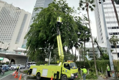 Waspada Cuaca Ekstrem Desember-Januari, 70 Ribu Pohon Rawan Tumbang di Jakarta Dipangkas