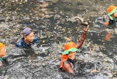 Stop Invasi Ikan Sapu-sapu di Kali Jakarta, Perburuan Besar-besaran Dimulai!