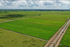 Proyek Food Estate Papua, Bapanas: Berpotensi Dongkrak Produksi