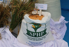 BULOG Terus Percepat Penyaluran SPHP Jagung Pakan, Pastikan Stok Nasional Mencukupi 