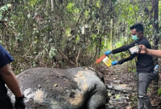Cium Bau Busuk, Warga Temukan Gajah Sumatra Tewas Tanpa Kepala di Pelalawan Riau, Polisi Pastikan Usut Tuntas!