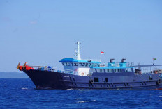 Kapal Asing Pengangkut 1.2 Ton Ikan Napoleon Ilegal Ditangkap KKP