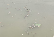 Ikan di Sungai Cisadane Mati Tercemar Pestisida, Warga: Kucing Sampai Gak Doyan!