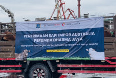 Jakarta Impor 7.500 Sapi dari Australia, Penuhi Kebutuhan Daging Selama Ramadan-Idul Fitri