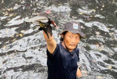 60% Sungai Jakarta Dikuasai Ikan Sapu-Sapu, 68 Ribu Ekor Ditangkap di 5 Wilayah