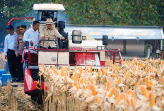 BULOG Serap Hasil Panen Raya Jagung Kuartal II, Swasembada Pangan RI Makin Kuat Berkat Sinergi Polri