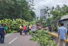 Rute Transjakarta Koridor 1 Blok M-Kota Dialihkan Imbas Pohon Tumbang 