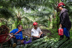 GAPKI Sebut Industri Sawit Berkomitmen Wujudkan Kesetaraan bagi Perempuan Pekerja