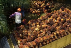 B50 Setop Impor Solar, Pemerintah Klaim Hemat Devisa Rp170 Triliun dan Serap 2,1 Juta Tenaga Kerja