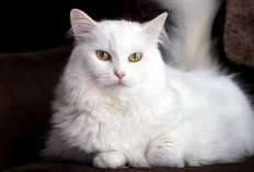 Meow! Hari Kucing Sedunia, Dokter Hewan Ingatkan Bahaya Kucing Obesitas dan Cara Mengatasinya 
