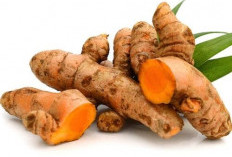 Indonesia Kirim Immunoturmeric ke Malaysia, Kunyit Lokal Tembus Pasar Global
