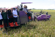 PGN–BRIN Dongkrak Produktivitas Pesisir, Panen Biosalin Jepara Tembus 176 Ton