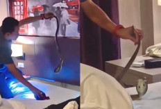 Disangka Mimpi, Ular Kobra Lilit Leher Tamu Hotel di Krabi Thailand