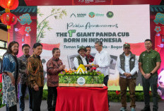 Kabar Gembira dari Dunia Konservasi, Indonesia Sambut Kelahiran Bayi Panda Pertama