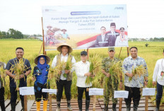 Dirut Bulog dan Menko Pangan Melaunching Serapan Gabah di Maros Sulsel, Topang Target 4 Juta Ton Setara Beras 2026