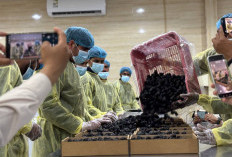 Castle Farms Madinah, Pemasok Kurma Ajwa Terbesar ke Berbagai Negara