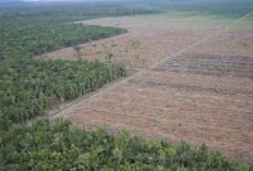 Pemindahan Proyek Food Estate, Ekonom: Proyek Gagal, Bukan Solusi Efektif