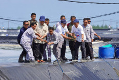 Presiden Prabowo Subianto Tinjau dan Panen Raya Udang Vannamei di Kebumen